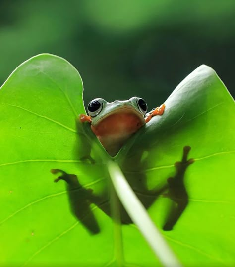 This Photographer Photographs Frogs Like You've Never Seen Before (10+ Pics) Frosch Illustration, Pet Frogs, Frog Illustration, Frog Pictures, Frog Drawing, Cute Reptiles, Frog Art, A Frog, Frog And Toad