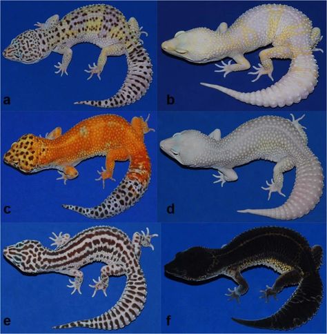 Albino Leopard Gecko, Skin Lesions, Leopard Geckos, Selective Breeding, Diagnostic Imaging, Leopard Gecko, The Leopard, Reptiles And Amphibians, Exotic Pets