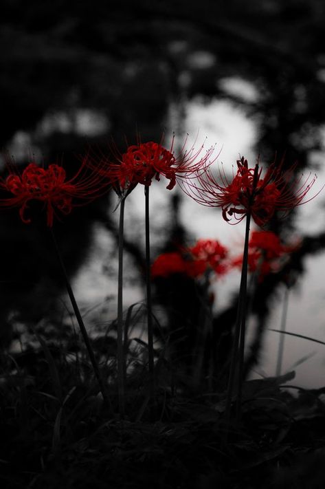 燃赤 | SONY DSC | あおい. | Flickr Spider Lilies Aesthetic, Red White Black Aesthetic, Spider Lily Aesthetic, Spider Lillies, Red Spider Lilies, Lycoris Radiata, Spider Lilies, Red Aesthetics, Lily Wallpaper