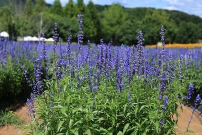 Mealycup Sage, Sage Plants, Blue Salvia, Xeriscape Plants, Meadow Sage, Garden Witch, Sage Plant, Sage Blue, Vegetable Garden Planning