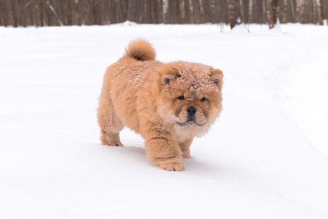 Mini Chow Chow: Dog Breed Info, Pictures, Facts, FAQs & More Mini Chow Chow, Miniature Chow Chow, Chow Puppies For Sale, Chow Dog Breed, Chow Chow Dog, Chow Dog, Chow Chow Puppy, Chow Chow Dogs, Small Dog Breeds