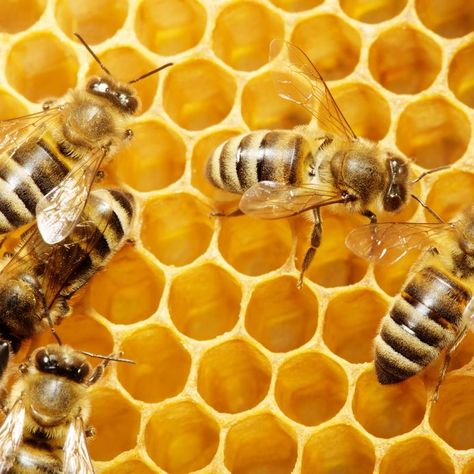 How Bees Make Honey, Making Honey, Face Masque, Working Bee, Flower Face, Bee Friendly, Royal Jelly, Plant Health, Animal Facts