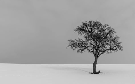 Download wallpaper 3840x2400 tree, minimalism, bw, lonely 4k ultra hd 16:10 hd background Ipad Pro Background, Minimal Desktop Wallpaper, Hd Ipad Wallpapers, Pc Desktop Wallpaper, Hd Wallpapers For Laptop, Macbook Air Wallpaper, Ipad Pro Wallpaper, Ultra Hd 4k Wallpaper, 4k Wallpapers For Pc