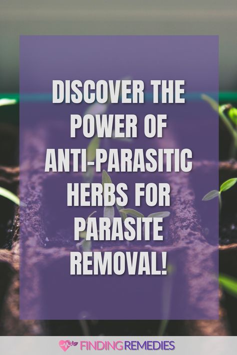 Discover the Power of Anti-Parasitic Herbs for Parasite Removal! Natural Antiparasite, Herbs For Parasites, Anti Parasitic Herbs, Antiparasitic Herbs, Natural Parasite Cleanse, Herbal Parasite Cleanse, Healthy Hygiene, Intestinal Cleanse, Intestinal Parasites