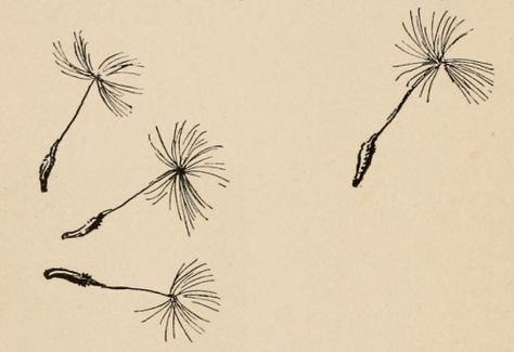 Dandelion seeds. Seed travellers. 1898. Dandelion Seed Drawing, Dandelion Clock Tattoo, Dandelion Seed Tattoo, Seeds Tattoo, Dandelion Aesthetic, Seed Tattoo, Seed Illustration, Dandelion Tattoo Design, Freedom Tattoos