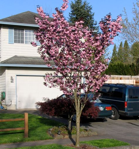 Royal Burgundy Flowering Cherry - A showy ornamental tree with double-pink flowers that bloom on bare branches in early spring. The blooms are followed by burgundy foliage that turns dark green in summer and a striking orange in fall. Ornamental Cherry Tree, Rising Sun Eastern Redbud Tree, Royal Burgundy Cherry Tree, Trees With Pink Flowers, Prunus Serrula Multi Stem, Burgundy Foliage, Pink Weeping Cherry Tree, Prunus Serrulata, Ornamental Cherry