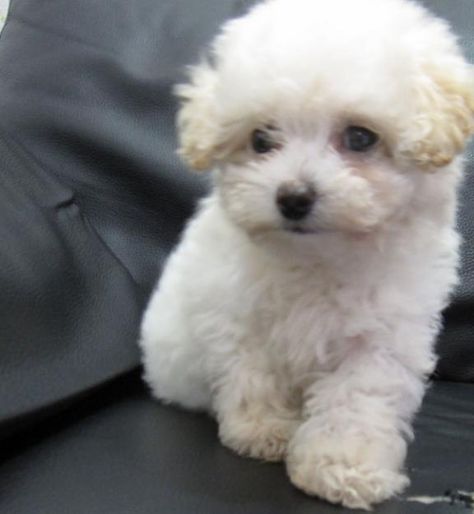 Poodle Toy, Toy Poodle, Sehun, Chanyeol, Exo, The Story, Wattpad, Romance, Dogs