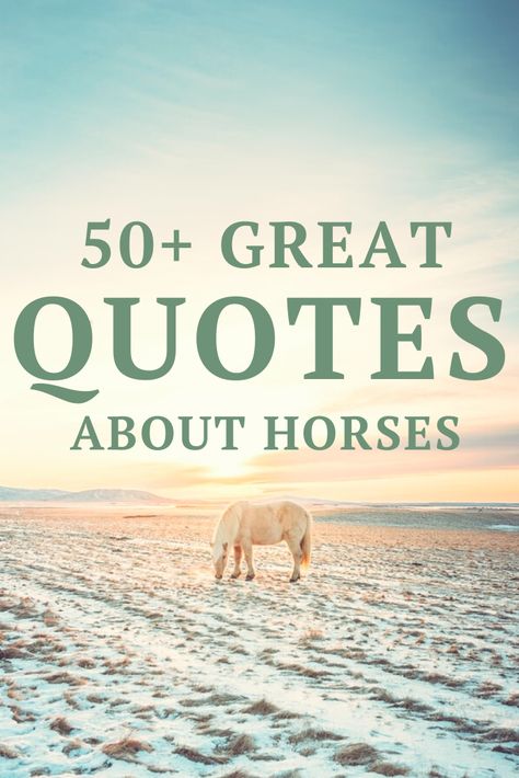 Special Horse Quotes, Horse Poems Beautiful, Horse Sympathy Quotes, Horses In Heaven Quotes, Pony Quotes Cute, Horse Rescue Quotes, Quotes For Horses, Horse Bond Quotes, Horse Trainer Quotes