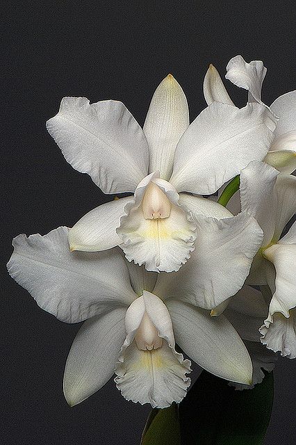 Cattleya Orchid, Gladioli, Exotic Orchids, The Secret Garden, Beautiful Orchids, Most Beautiful Flowers, Rare Flowers, Orchid Plants, White Orchids