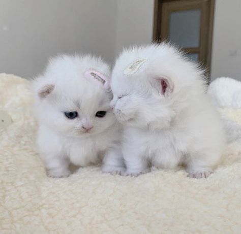 헬로키티 배경화면, Image Chat, Cute Little Kittens, Silly Cats Pictures, Cute Cats Photos, White Kittens, Kittens And Puppies, Cute Animals Images, Baby Kittens