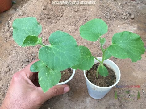 How to Start Cucumber Seeds Indoors - HOME AND GARDEN Burpless Cucumber, Cucumber Seedlings, Transplanting Plants, Cucumber Gardening, Tomato Trellis, Cucumber Plant, Growing Cucumbers, Cucumber Seeds, Starting Seeds Indoors