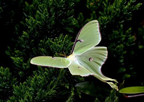 Moth Fly, Lunar Moth, Moon Moth, Moth Art, Luna Moth, Poster Pictures, Passion Flower, Banner Printing, Glossy Photo Paper