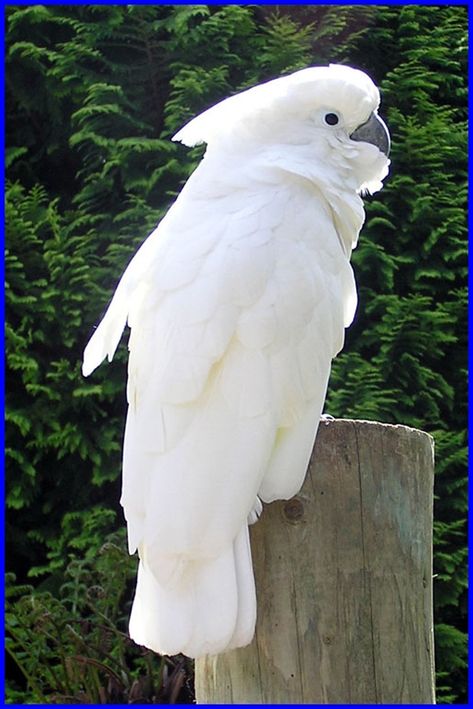 I also really want this bird. Large, white and affectionate Umbrella Cockatoo. Galah Cockatoo, White Cockatoo, Bird Sitting, Albino Animals, Most Beautiful Birds, Australian Birds, Bird Pictures, Exotic Birds, Tropical Birds