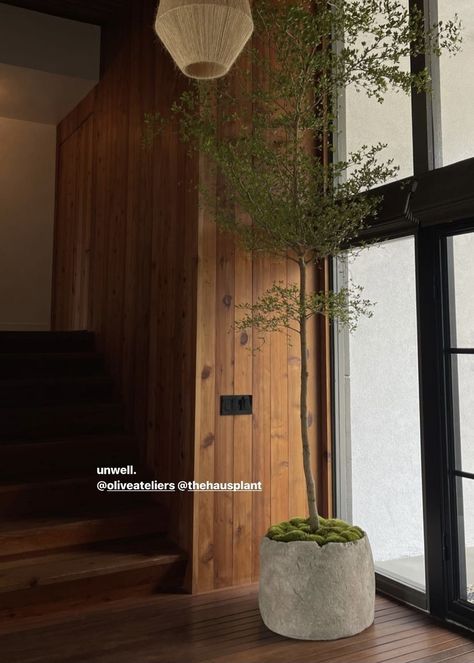 Wabi Sabi Plants Interior, Large Plant Living Room, Japanese Plants Indoor, Tree Inside House Interiors, Plant In Kitchen, Japanese Indoor Plants, Dining Room Plants, Wabi Sabi Plants, Interior Design Plants