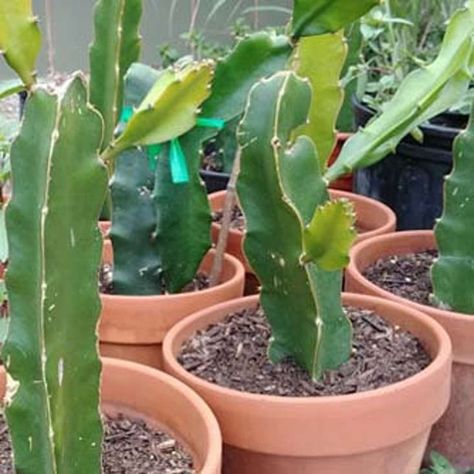 Grow Dragon Fruit, Dragon Fruit Varieties, How To Grow Dragon Fruit, Como Plantar Pitaya, Dragon Fruit Tree, Dragon Fruit Cactus, Dragon Fruit Plant, Red Dragon Fruit, Plant Cactus