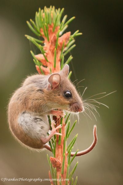 Mouse Reference Photo, Mice Photos, Mouse Reference, Mouse Climbing, Forest Neighborhood, Mouse Photography, Deer Mouse, Art Triangle, Medusa Art