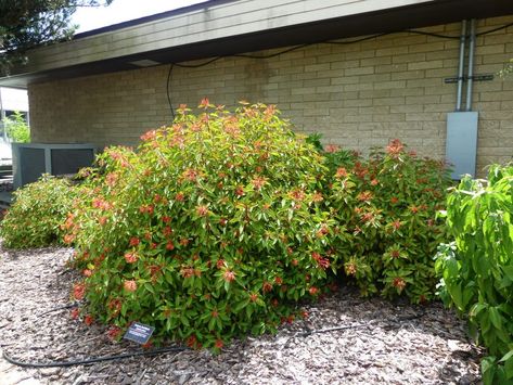 Firebush Plant Florida, Florida Native Plants Landscapes, Firebush Plant, Native Plant Landscape, Florida Native Plants, Yard Plants, Florida Landscaping, Florida Plants, Clay County