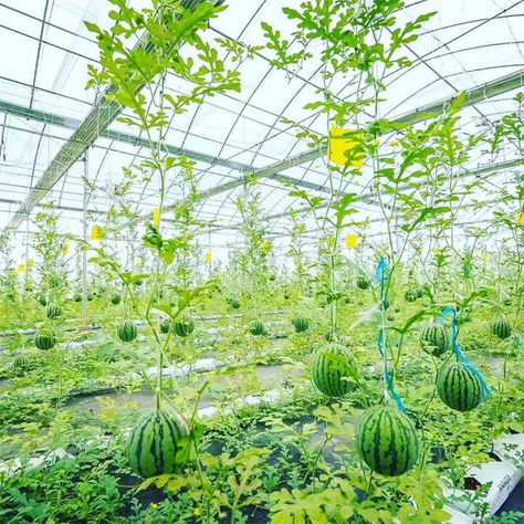 Agriculture Fruits Growing Table Hydroponic System Low Cost Plastic Film Watermelon Greenhouse - Buy Watermelon Greenhouse,Film Greenhouse,Low Cost Greenhouse Product on Alibaba.com How To Grow Watermelon, Greenhouse Cover, Tropical Greenhouses, Ocean Freight, Plastic Film, Metal Pipe, Hydroponics System, Hydroponics, Agriculture