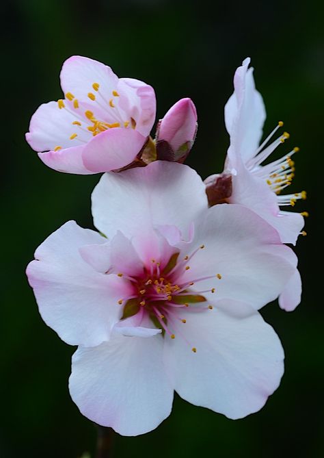 Flor Tattoo, Almond Flower, Apple Flowers, Flowers Love, Almond Blossom, Language Of Flowers, Floral Photography, Spring Blossom, Exotic Flowers