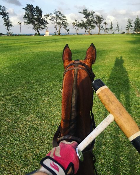 Polo Aesthetic Sport, Horse Polo Aesthetic, Polo Horse Aesthetic, Polo Sport Aesthetic, Man Horse Riding, Polo Horse Riding, Polo Riding, Grooming Horse, Polo Aesthetic