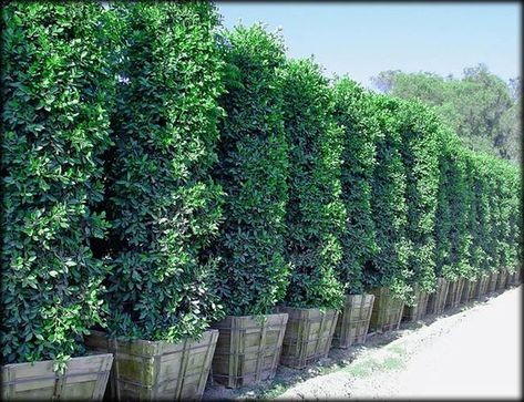 Ficus Nitida columns make great large privacy hedges. ~Raquel ...                                                                                                                                                                                 More Ficus Nitida, Privacy Hedge, Privacy Plants, Hedging Plants, Privacy Landscaping, Backyard Privacy, Lawn Sprinklers, Garden Shrubs, Rooftop Garden