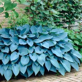 Product Image 1 Evergreen Landscaping, Flowers List, Shrub Garden, Canna Bulbs, Blue Hosta, Front Porch Garden, Plant Bulbs, Monrovia Plants, Hosta Varieties