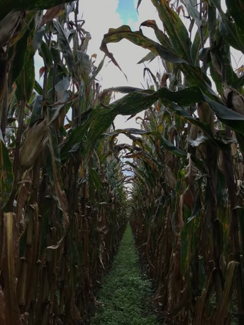 Zioncore Aesthetic, 90s Midwest Aesthetic, 80s Midwest Aesthetic, Mid West Aesthetic, Hillbilly Aesthetic, Midwest Gothic Fashion, Midwest Halloween, Cornfield Aesthetic, Midwest Gothic Aesthetic