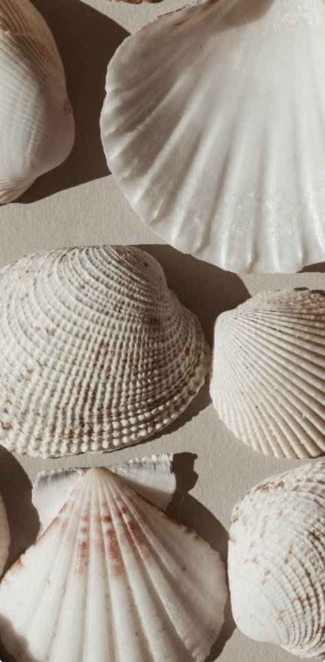 Aesthetic Sea Shells, 2024 Aura, Shells Aesthetics, Seashell Aesthetic, Seashell Photography, Shell Aesthetic, Sea Jewellery, Beach Core, Shell Texture