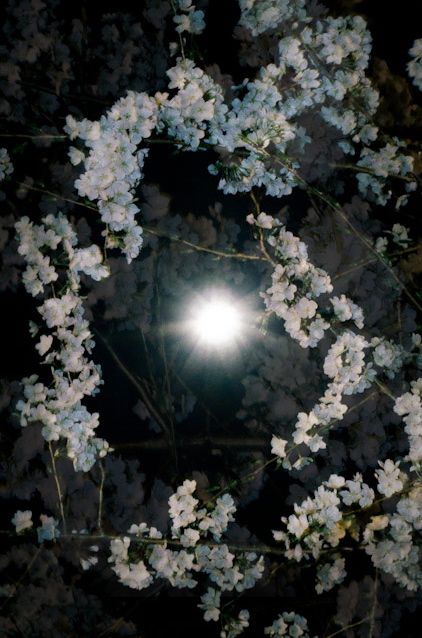 Full Moon Blossoms Photography Aesthetic Dark, Macbeth Project, Cinderella Retelling, Alyssum Flowers, When The Night Comes, Garden Of Good And Evil, Fake Kpop Group, Witch's Garden, Moonlight Garden