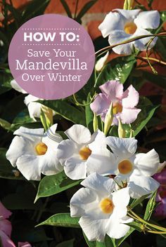 Mandeville Plant, Mandevilla Plant, Overwintering Plants, Mandevilla Vine, Growing Food Indoors, Spring Gardening, Overwintering, Winter Plants, Hydroponic Gardening