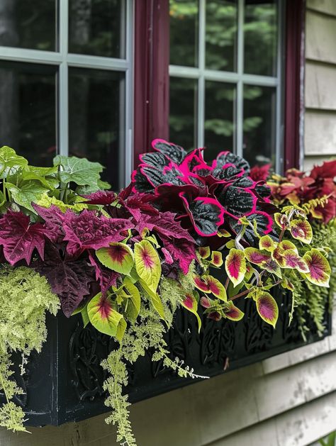 40+ Gorgeous Window Box Ideas (Flower Power Photo Post!) Perrenial Window Boxes, Window Box Ideas For Shade, Planter Box Ideas Flowers, Window Pots Flower Boxes, Fall Flower Box Arrangements, Planter Box Flower Ideas, Winter Flower Box Ideas, Shade Window Box Plants, Shade Window Box Ideas