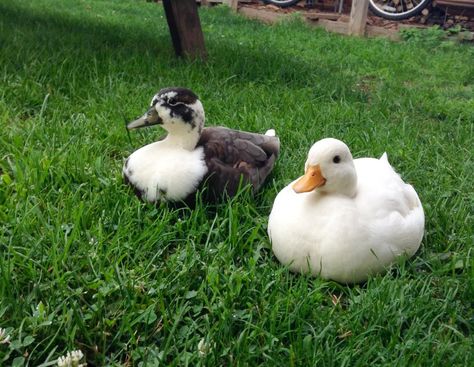 Call Duck Colors, Bantam Ducks, Call Ducks, Call Duck, Toy Duck, Duck Breeds, Raising Ducks, Duck Pictures, Duck Photo