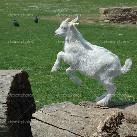 Goat Jumping, Goat Art, Baby Goat, Free Art Print, Animal Anatomy, Year Of The Snake, Free Art Prints, Baby Goats, Art Theme