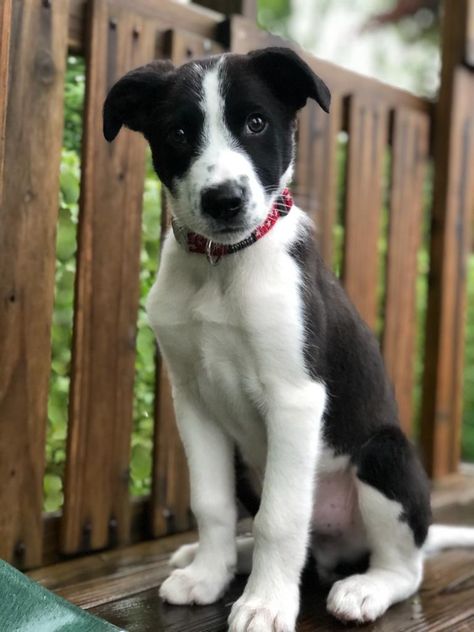 Jack Russell Terrier Puppies, Jack Russell Dogs, Collie Mix, Border Collie Dog, Jack Russell Terrier, Dog Photography, Baby Dogs, New Puppy