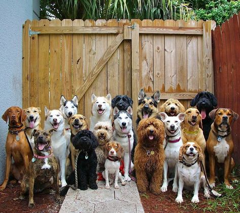 This Dog Daycare Center Manages The Impossible By Taking Perfect Group Dog Photos (30 Pics) Lots Of Dogs Together, Dogs Playing Together, Pastel Animals, Pack Of Dogs, Puppy Pawty, Perfect Pictures, Dog Nursery, Multiple Dogs, Daycare Center