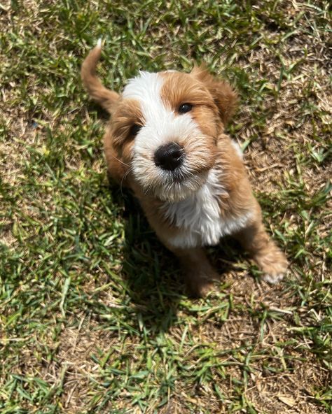 Red tuxedo goldendoodle puppy Breeder is littlegoldenfarm Tuxedo Goldendoodle, Red Tuxedo, Doodle Puppies, Doodle Puppy, Dog Things, Goldendoodle Puppy, Goldendoodle, Broccoli, Vision Board