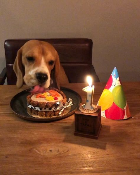 Billy the Beagle 🐾 on Instagram: “I truly loved my birthday cake🎂 it was all mine, didn’t have to share it😳  #1yearold #beagles #dogsofinstagram #dogoftheday #beagleworld…” Beagle Birthday Cake, Beagle Cake, Beagle Birthday, Puppy Birthday Cakes, My Birthday Cake, Party Business, Puppy Birthday, Beagle Puppy, My Birthday