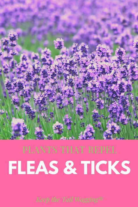 Plants That Repel Fleas, Tick Repellent Plants, Plants That Repel Dogs, Plants That Repel Ticks, Plants That Come Back Every Year, Flowers That Come Back Every Year, Tick Repellent For Dogs, Dog Safe Plants, Dog Friendly Plants