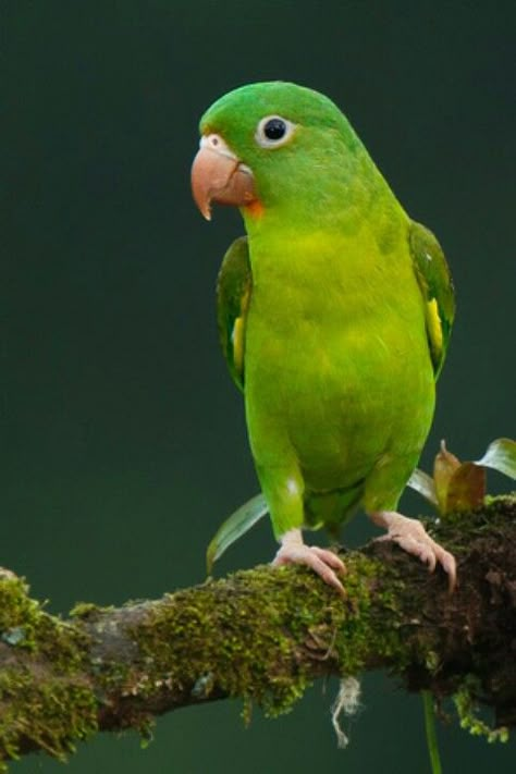 Orange-chinned Parakeet, Costa Rica - they were in all the trees, wonderful.  Where they should be and not in cages. Wallpaper Dog Aesthetic, Green Parakeet, Animals And Pet Supplies, Dog Tattoo Ideas, Talking Parrots, Green Parrot, Animal Jungle, Wallpaper Dog, Aesthetic Dog