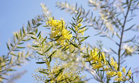 Wattle Tree, Canary Island Date Palm, Emerald Green Arborvitae, Golden Wattle, Acacia Tree, Australian Native Flowers, Australian Plants, Australian Native Plants, Tree Seeds