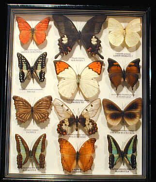 I want this. With fake butterflies. Pinned Butterflies, Taxidermy Decor, Insect Taxidermy, Vulture Culture, Shadow Box Art, Butterfly Pin, Insect Art, Butterfly Frame, Ap Art