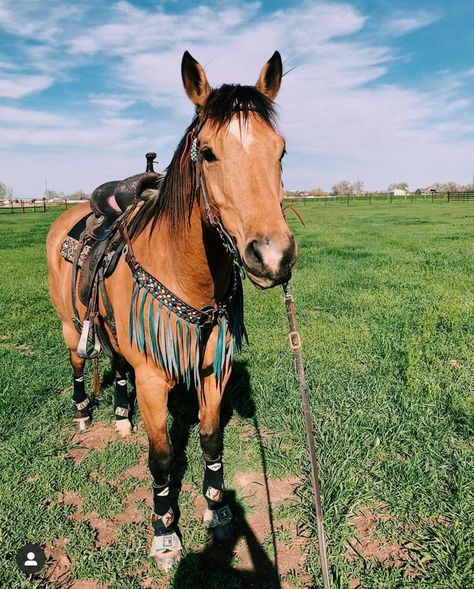 Barrel Horse Tack, Buckskin Barrel Horse, Horses Western, Horse Stuff Western, Buckskin Horse Aesthetic, Western Horses, Horse Western Aesthetic, Western Horse Tack Sets Barrel Racing, Horses Tacked Up Western