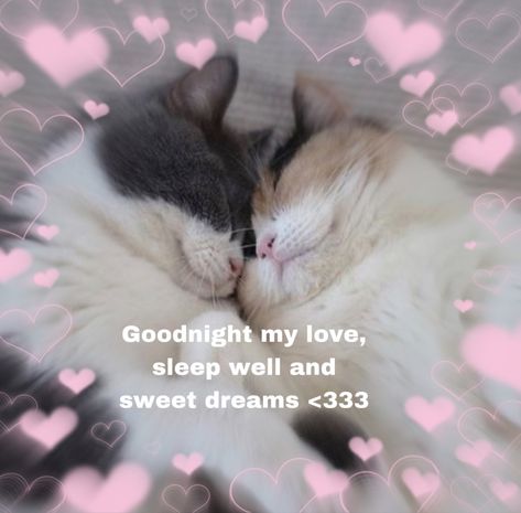 Good Night Cat Pics, Goodnight I Love You Cute Images, Wholesome Pictures Goodnight, Good Night Meme Cute Cat, Cat Cute Message, Goodnight Cat Cute, Goodnight Cute Meme, Goodnight Wholesome Pic, Goodnight Cute Images Aesthetic