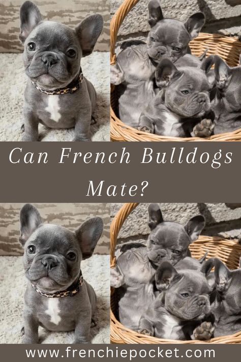 This article will provide valuable insights into the breeding process. Whether you are a seasoned breeder or an aspiring owner, understanding the complexities of French Bulldog mating is essential. French Bulldog Puppy Feeding Schedule, Names For French Bulldogs, Best Toys For French Bulldogs, French Bulldog Breeding, Breeding French Bulldogs, French Bulldog Information, Puppy Photoshoot, French Bulldog Puppies, French Bulldogs