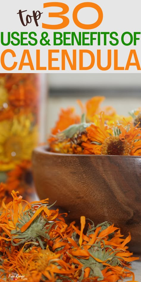 Uses For Calendula Flowers, Calendula Oil Uses, Calendula Uses, Uses For Calendula, Calendula Recipes, Calendula Tincture, Benefits Of Calendula, Medicinal Wild Plants, Calendula Salve