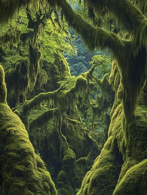 Hoh Rainforest Washington, Hoh Rainforest, Western Washington, Oregon Washington, Olympic National Park, High Fantasy, Fantasy Landscape, Beautiful World, National Park