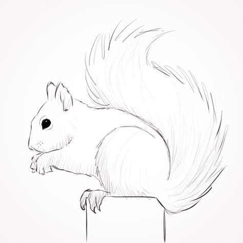 squirrel line art - Google Search Squirrel Drawings, Drawing Squirrel, Squirrel Drawing, Cats Pretty, Squirrel Painting, Squirrel Art, Tumblr Art, Charcoal Drawings, Seni 3d