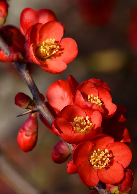 Ruby Flower, Flowering Quince, Chinese Flower, Very Beautiful Flowers, Red Blossoms, Beautiful Flowers Photos, Wonderful Flowers, Watercolor Flower Art, Fruit Painting