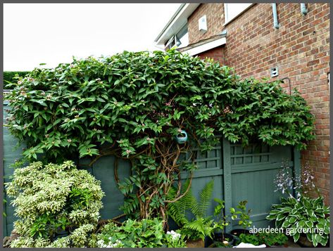 Lonicera henryi (Henry's Honeysuckle) - evergreen climber. Hardy to zone 5. Vines Ideas, Evergreen Clematis, Clematis Armandii, Evergreen Climbers, Rusty Garden, Evergreen Vines, Garden Vines, Evergreen Plants, Summer 3