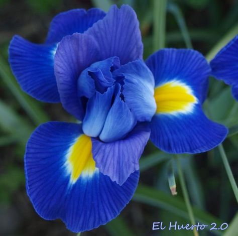 Flor de Iris Color Azul Blue Magic, Irises, Love Flowers, Botany, Pretty Flowers, Painting Ideas, Google Chat, Fish Pet, Blog Post